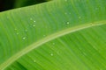WaterÃ¢â¬â¹ dropÃ¢â¬â¹ onÃ¢â¬â¹ bananaÃ¢â¬â¹ leafÃ¢â¬â¹